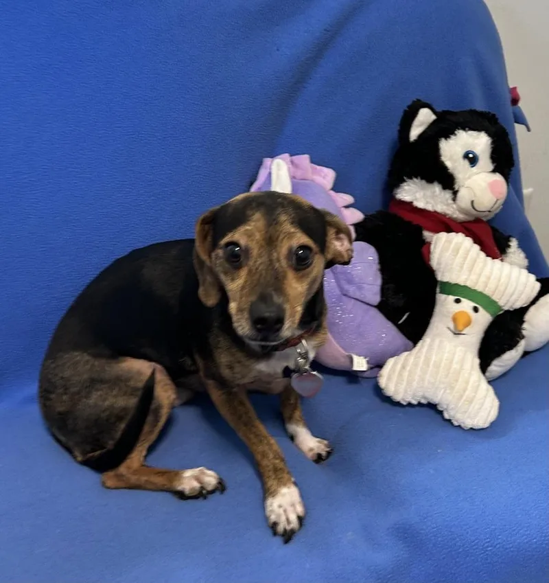 An adult small-sized male Tricolor (Brown, Black, & White) Chihuahua dog named Toby for adoption in Cedartown, GA