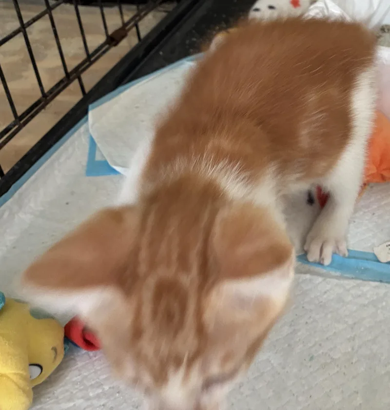 A baby medium-sized male Orange & White Domestic Short Hair cat named Duncan for adoption in Dawson, GA