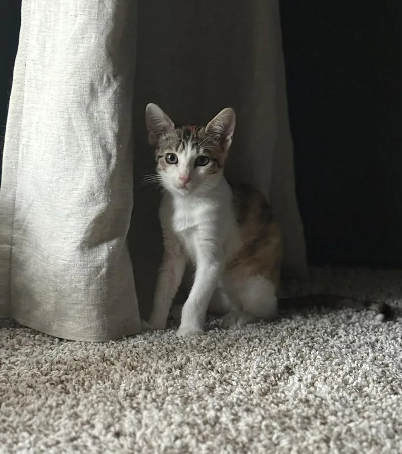 A baby small-sized female Orange & White Domestic Short Hair cat named Gracie for adoption in Bossier City, LA