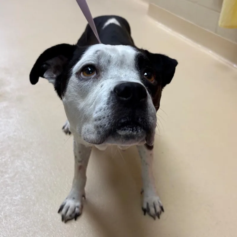 An adult medium-sized female Black Mixed Breed dog named Snubbull for adoption in Winston-Salem, NC