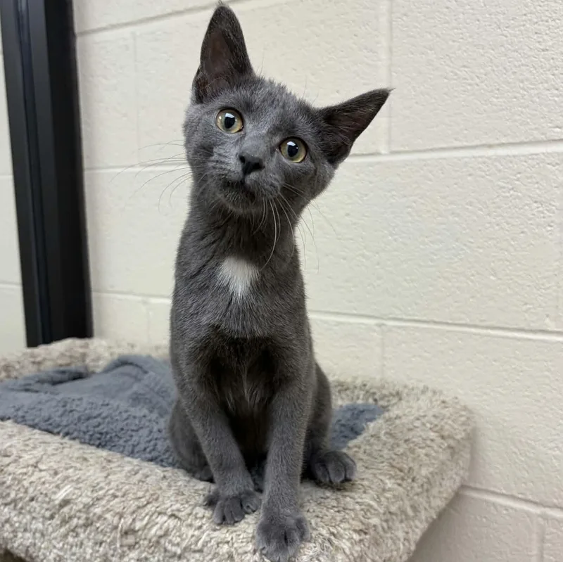 A young medium-sized female Gray & White Domestic Short Hair cat named Strawberry for adoption in Valparaiso, IN