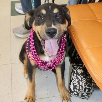 A young medium-sized female Black Hound dog named Kat for adoption in Birmingham, AL