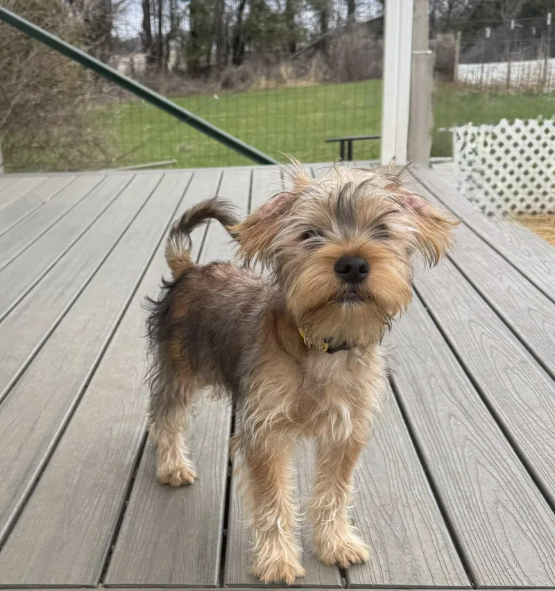 Sherlock thumbnail 2