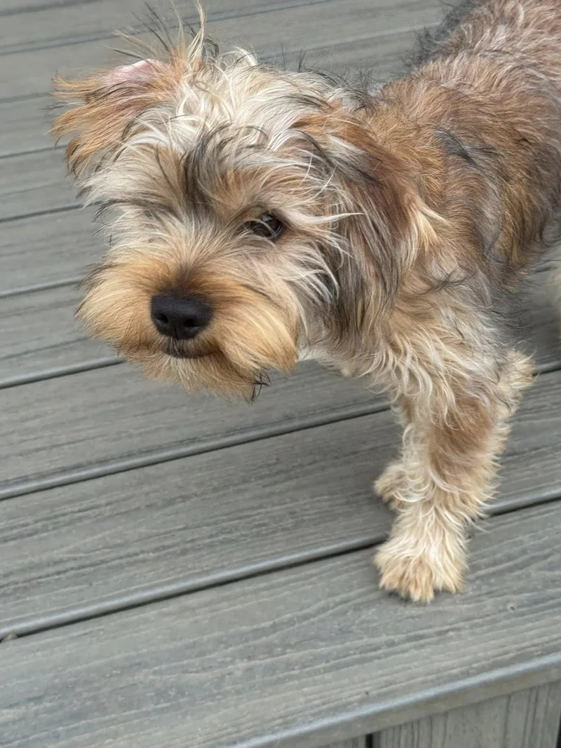 A baby small-sized male Yorkshire Terrier dog named Sherlock for adoption in Decorah, IA