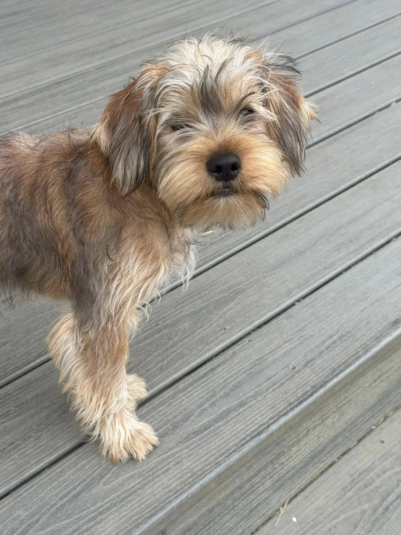 Sherlock thumbnail 3