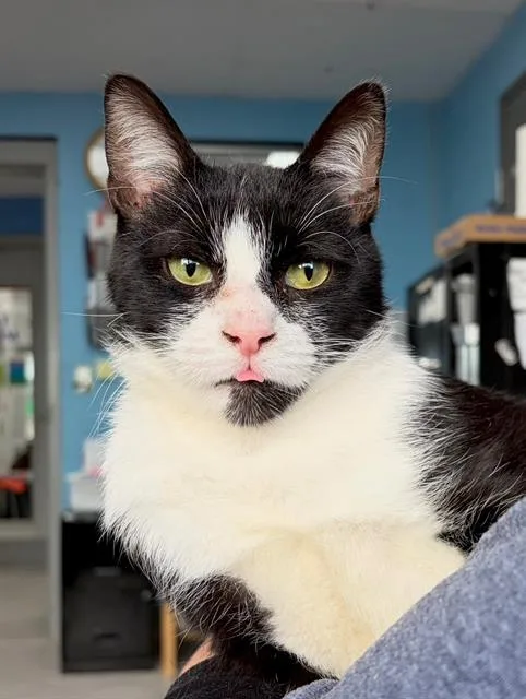 A young medium-sized male Domestic Short Hair cat named Phillip for adoption in Canfield, OH