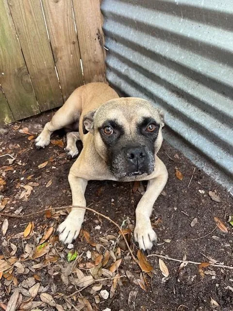 A young medium-sized male Terrier dog named Rex for adoption in Miami, FL