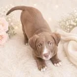 A baby medium-sized female Yellow / Tan / Blond / Fawn Labrador Retriever dog named Astraea for adoption in Portsmouth, OH
