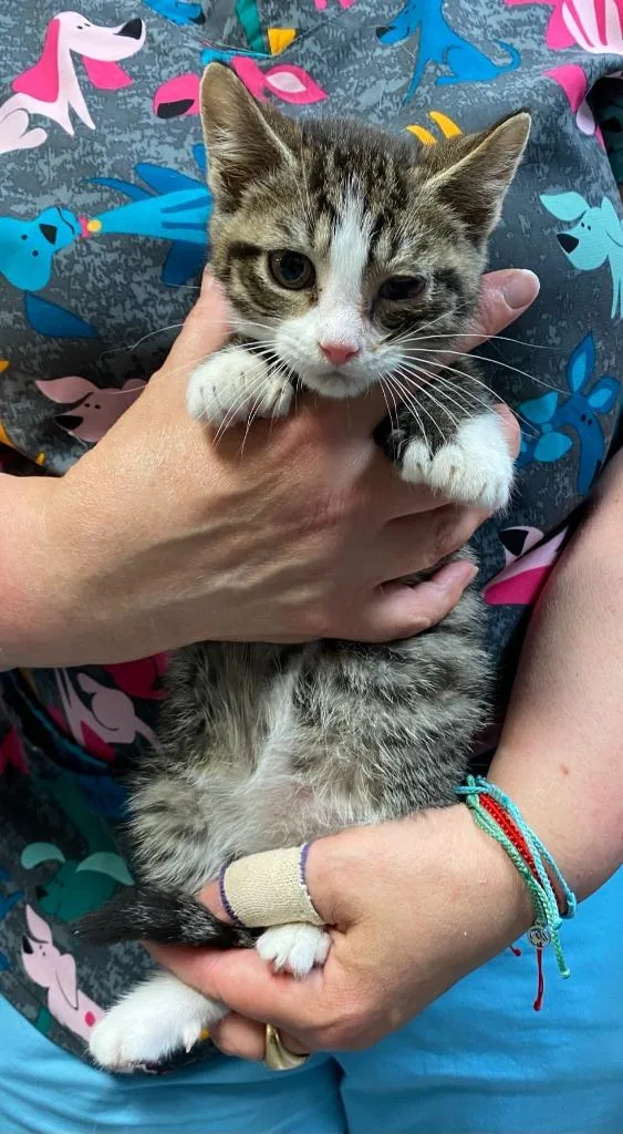 A baby small-sized male Domestic Short Hair cat named Hamilton for adoption in Ewing, NJ