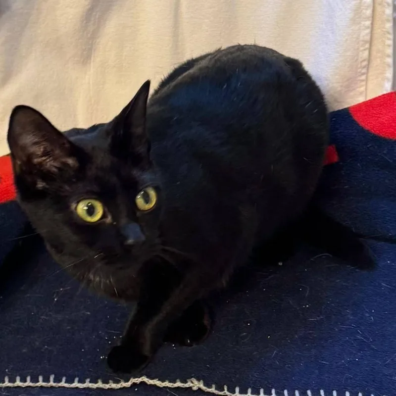 An adult small-sized female Black Domestic Short Hair cat named Boba Chavez for adoption in Long Beach, CA
