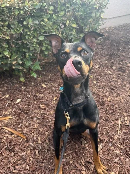 A young medium-sized male Shepherd dog named Kendall Randall for adoption in San Diego, CA