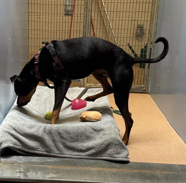 Kendall Randall thumbnail 3