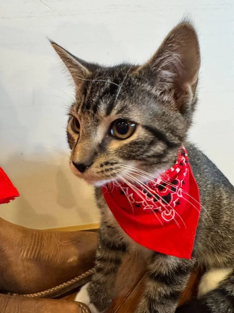 A baby small-sized male Domestic Short Hair cat named Possum Jones for adoption in West Mifflin, PA
