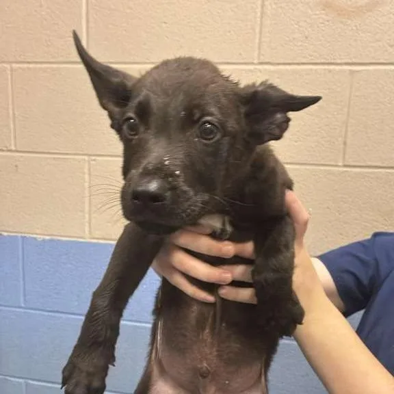 A baby medium-sized male Black Mixed Breed dog named Fa for adoption in Gadsden, AL
