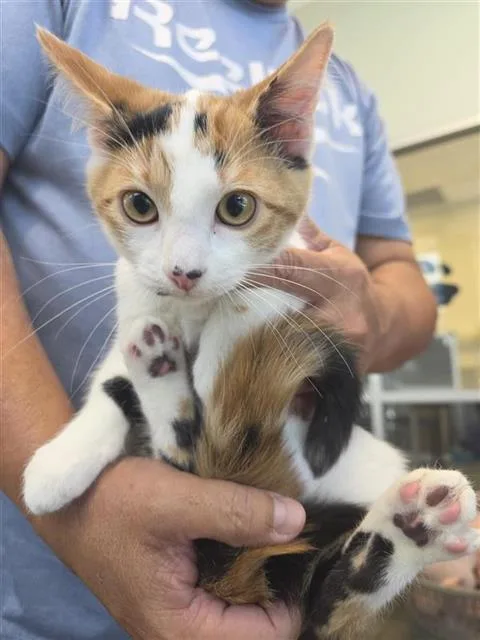 A baby small-sized female Domestic Short Hair cat named Pj for adoption in San Antonio, TX