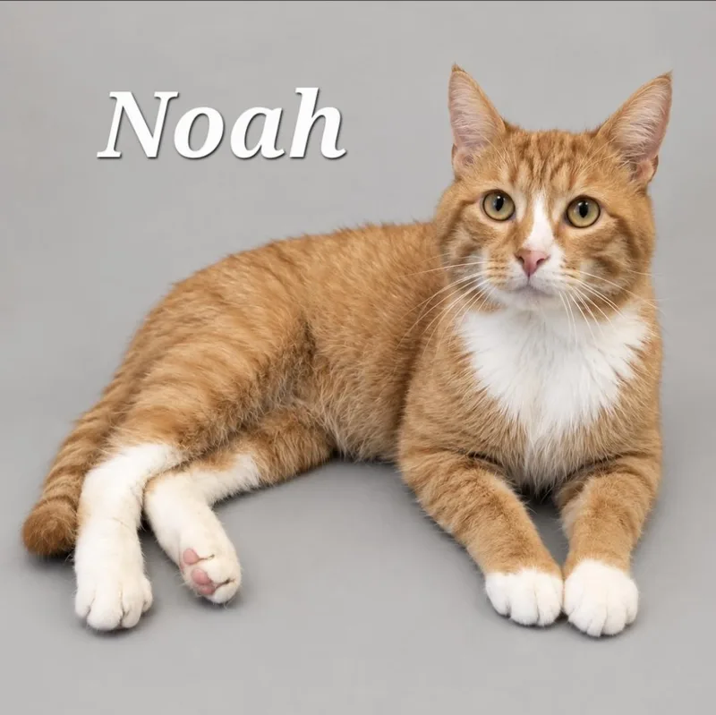 An adult medium-sized male Tabby cat named Noah for adoption in Cranberry Township, PA