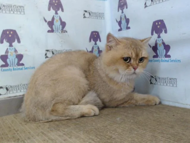 An adult small-sized male Persian cat named Bear for adoption in Orlando, FL