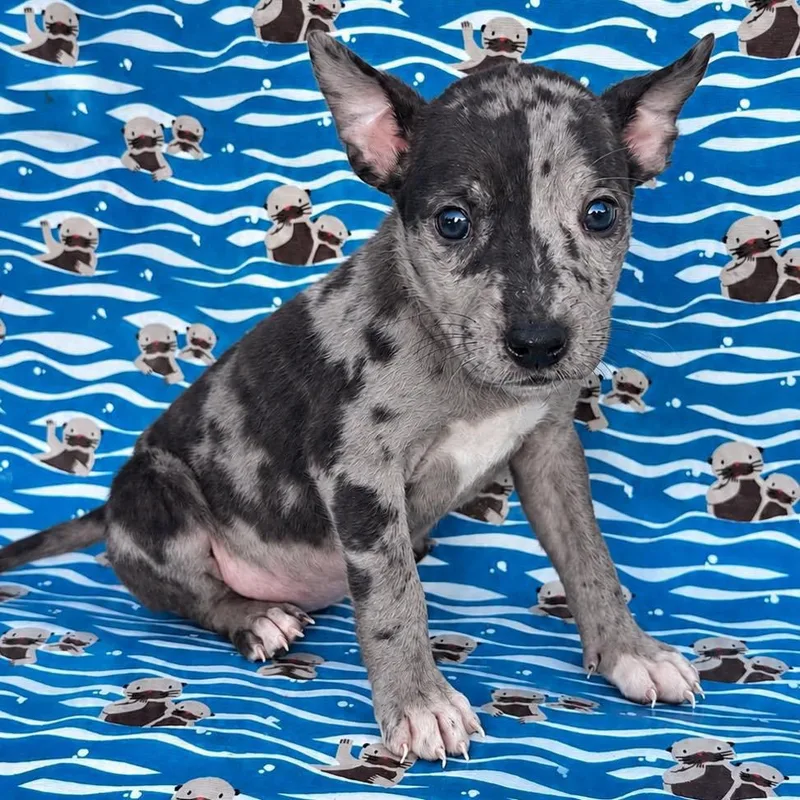 A baby small-sized female Terrier dog named Trixie for adoption in Grand Bay, AL