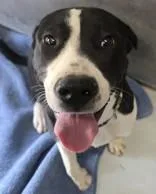 A young large-sized male Pit Bull Terrier dog named Latte for adoption in Edgewood, NM