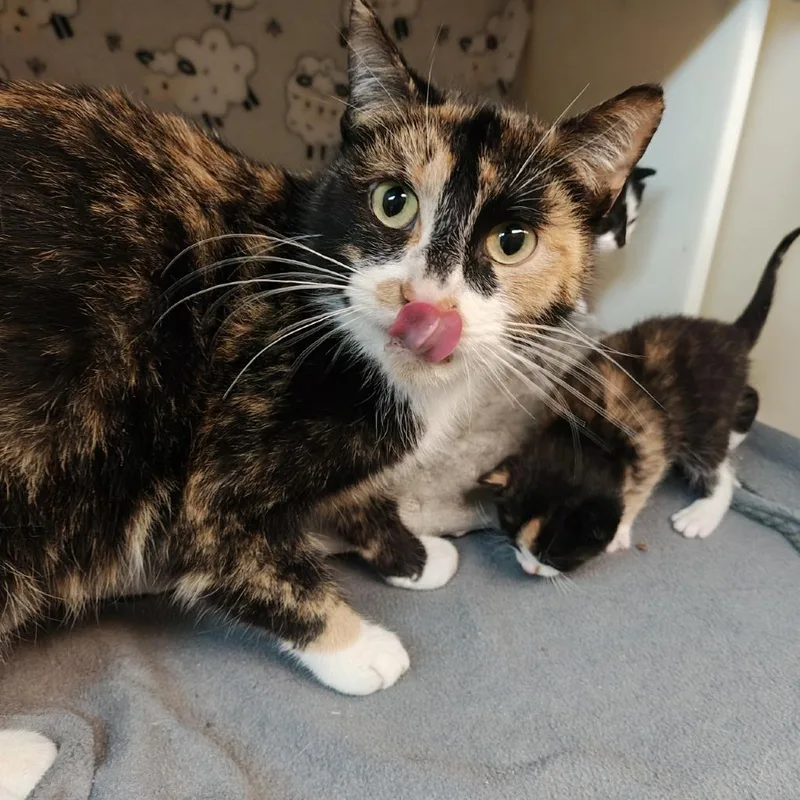 A young medium-sized female Calico Domestic Short Hair cat named Recess for adoption in Madison, WI