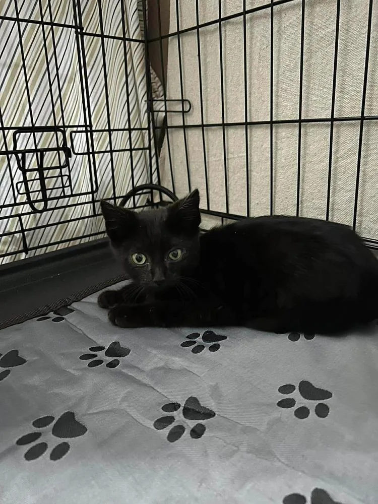 A baby small-sized male Black Domestic Short Hair cat named Dom for adoption in Orlando, FL
