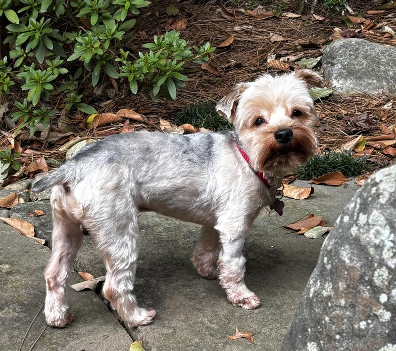 An adult small-sized male Yorkshire Terrier dog named Louie Logan for adoption in Alpharetta, GA