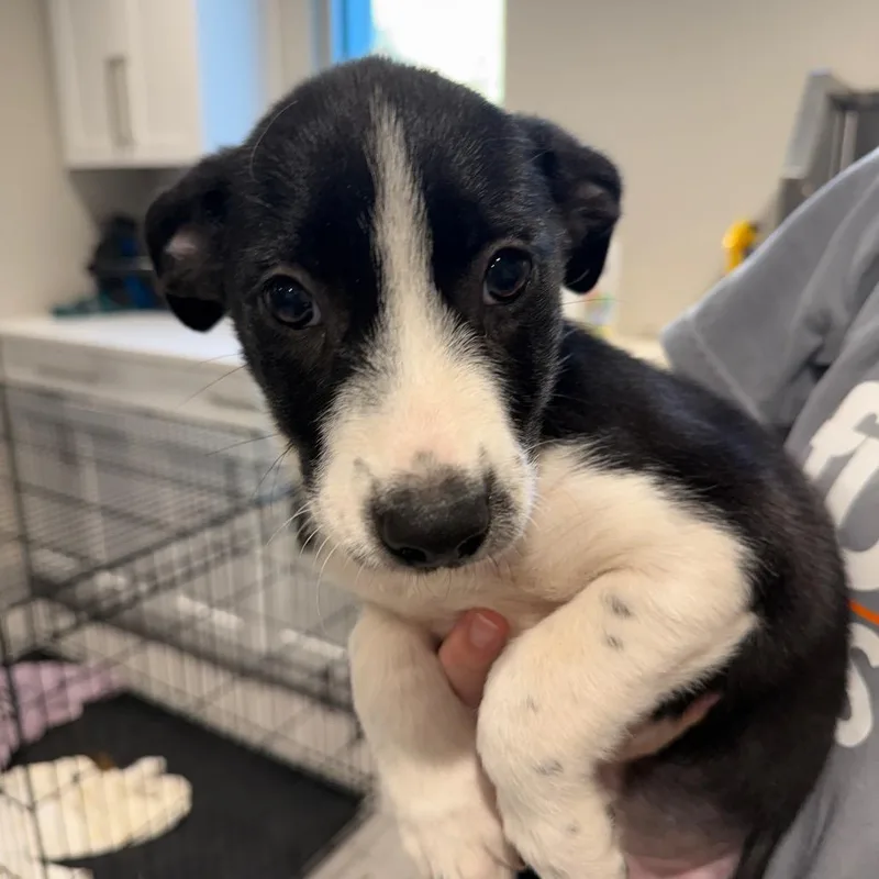 A baby medium-sized female Hound dog named Julia for adoption in Cumming, GA