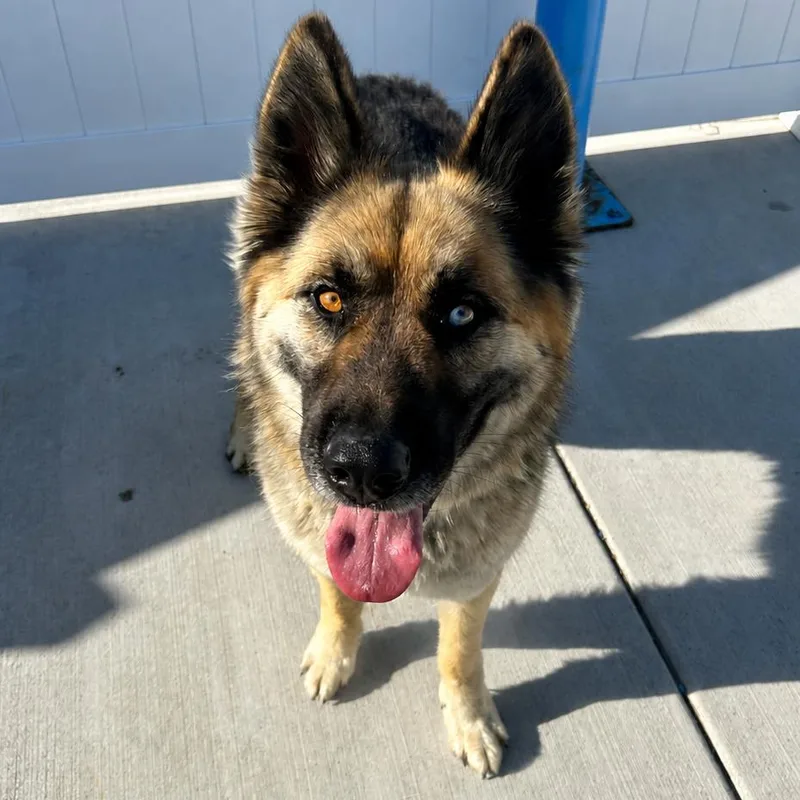 An adult large-sized male Brown / Chocolate Shepherd dog named Yani for adoption in Harrisonburg, VA
