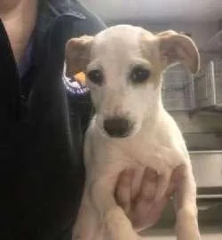 A baby small-sized female White / Cream Chiweenie dog named Honey for adoption in Sudbury, MA
