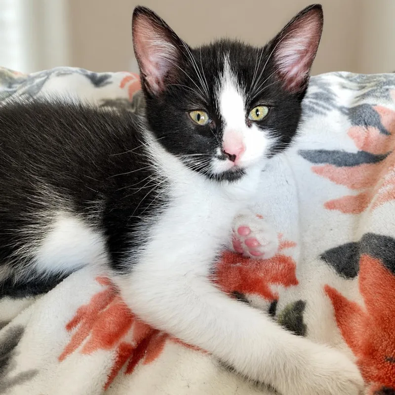 A baby small-sized male Black Domestic Short Hair cat named Jackson for adoption in Herrin, IL