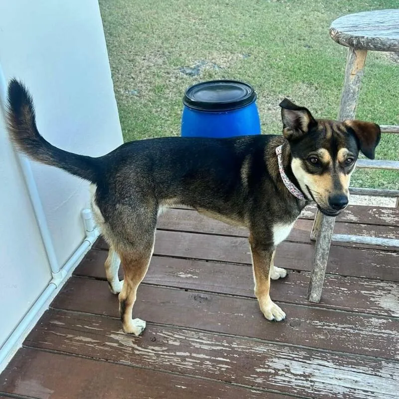 A young medium-sized female Shepherd dog named Luna Del Pilar for adoption in Roanoke, VA