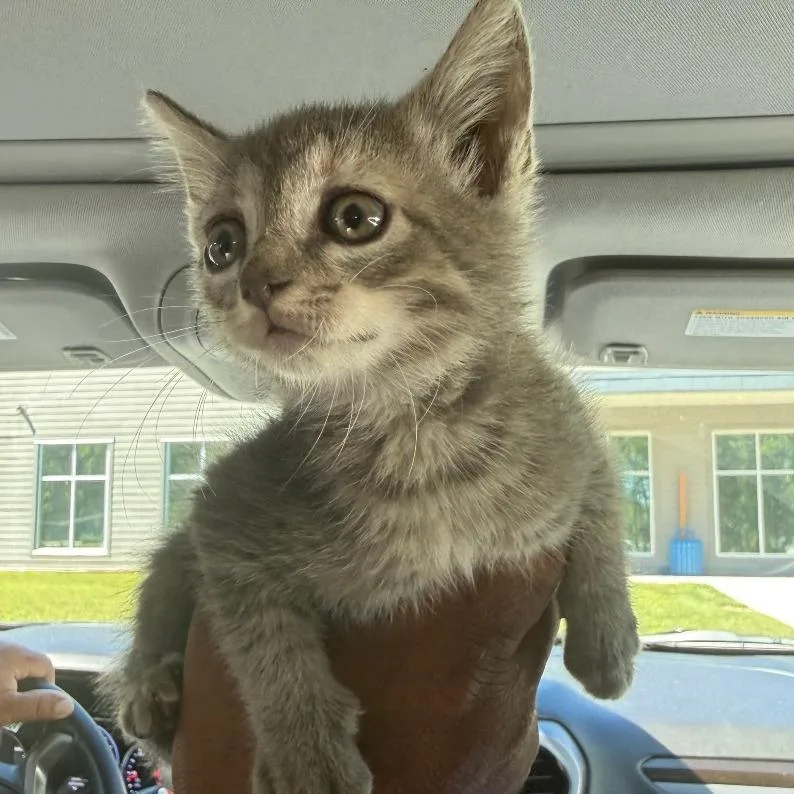 A baby small-sized female Gray / Blue / Silver Domestic Short Hair cat named Blueberry Meatloaf for adoption in Greensboro, NC