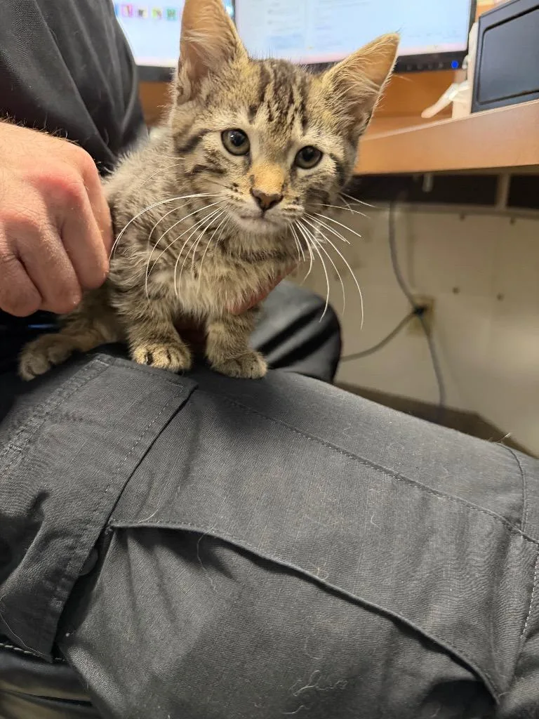 A baby small-sized female Domestic Short Hair cat named Amber for adoption in Troy, OH