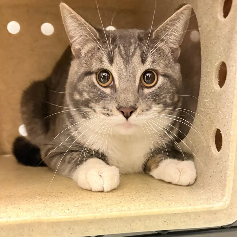 An adult medium-sized male Gray / Blue / Silver Domestic Short Hair cat named Kishibe for adoption in Philadelphia, PA