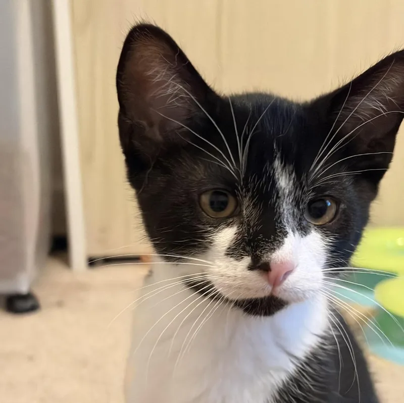A baby medium-sized male Black & White / Tuxedo Domestic Short Hair cat named Bramble for adoption in Cincinnati, OH