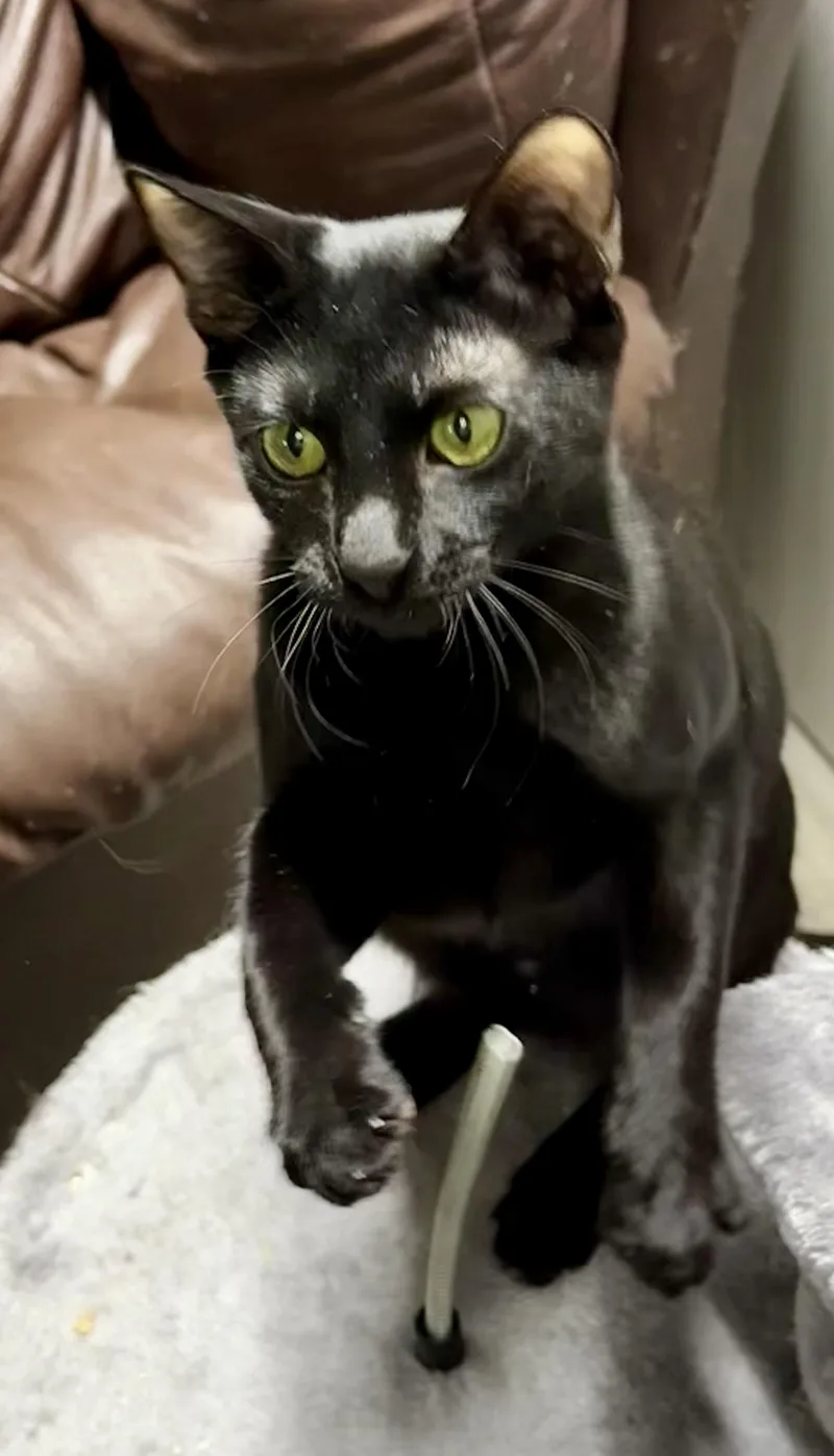 Dre  Super Playful thumbnail 3