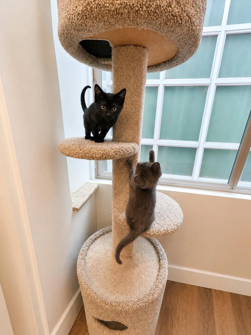 A baby medium-sized male Black Domestic Short Hair cat named Nibble for adoption in Los Angeles, CA