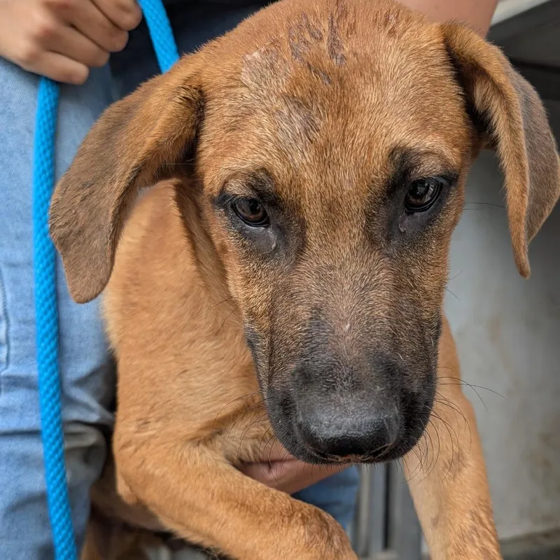 A baby small-sized male Brown / Chocolate Black Mouth Cur dog named Harry for adoption in Buchanan Dam, TX