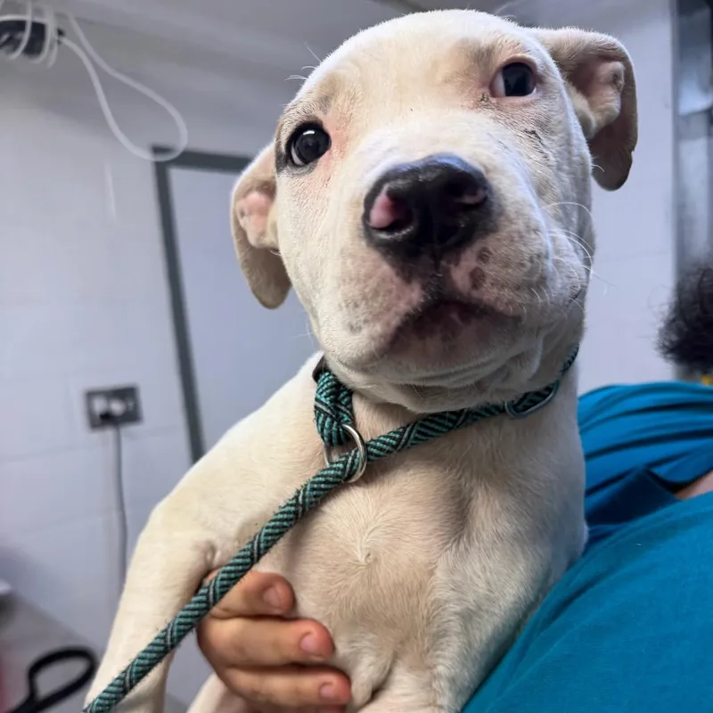 A baby medium-sized male White / Cream Pit Bull Terrier dog named MONTStray for adoption in Perkiomenville, PA