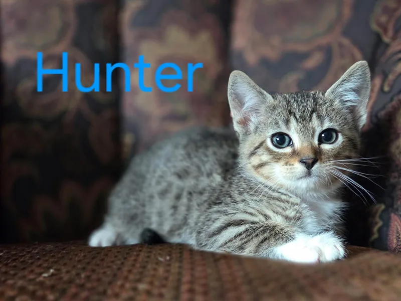A baby medium-sized male Tabby (Brown / Chocolate) Domestic Short Hair cat named Hunter for adoption in Omaha, NE