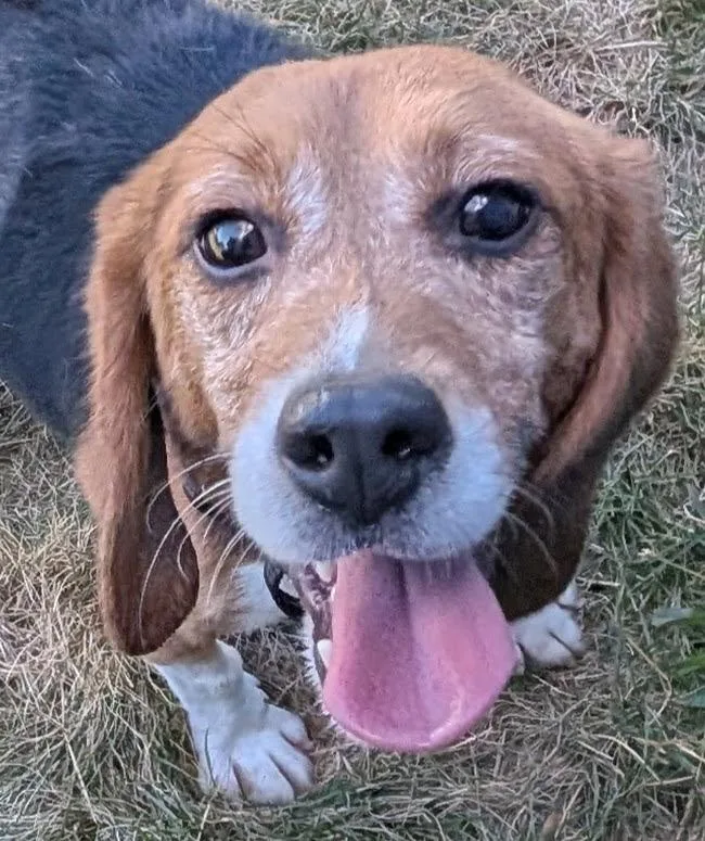 An adult small-sized male Tricolor (Brown, Black, & White) Beagle dog named Twitch for adoption in South Plainfield, NJ