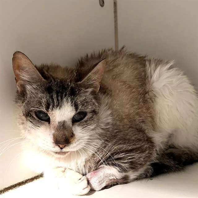 An adult small-sized female Domestic Short Hair cat named Ninja for adoption in Methuen, MA