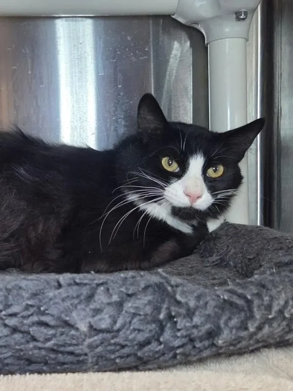 An adult large-sized male Domestic Short Hair cat named Jorts for adoption in Millersville, MD