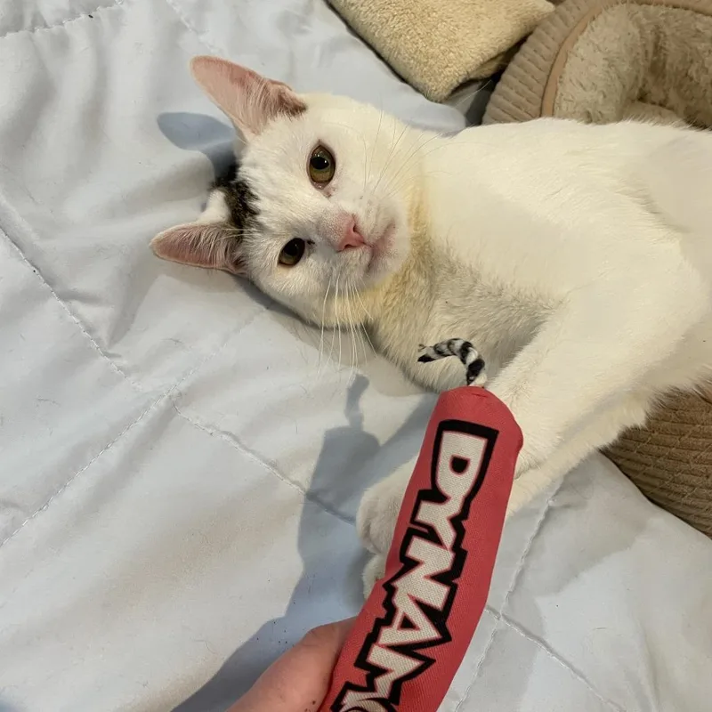 Woodrow A.k.a. Woody