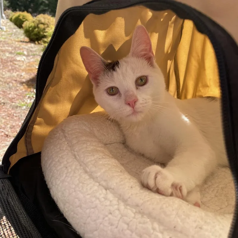 Woodrow A.k.a. Woody thumbnail 2