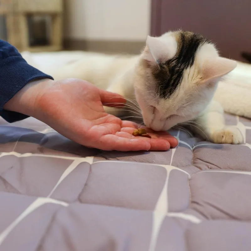 Woodrow A.k.a. Woody thumbnail 4