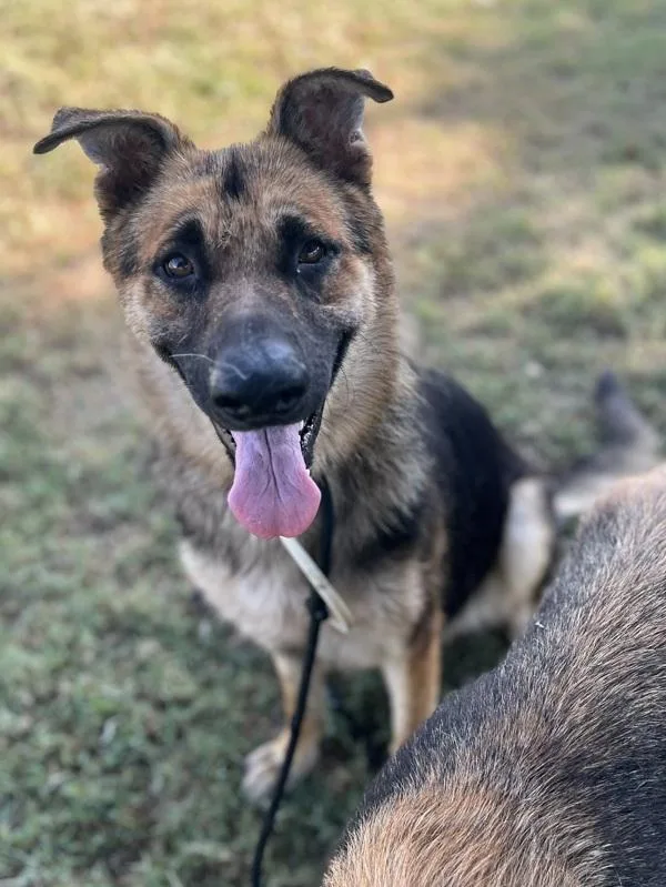 An adult large-sized female German Shepherd Dog named Sienna for adoption in Tulare, CA