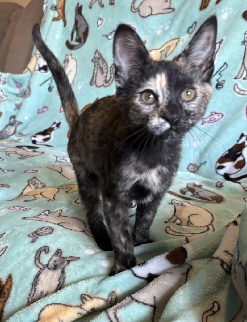 A young small-sized female Domestic Short Hair cat named Shirley Temple for adoption in Newtown Square, PA