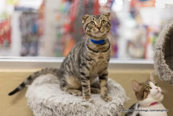 A young medium-sized male Brown / Chocolate Scottish Fold cat named Scotty for adoption in Parlier, CA