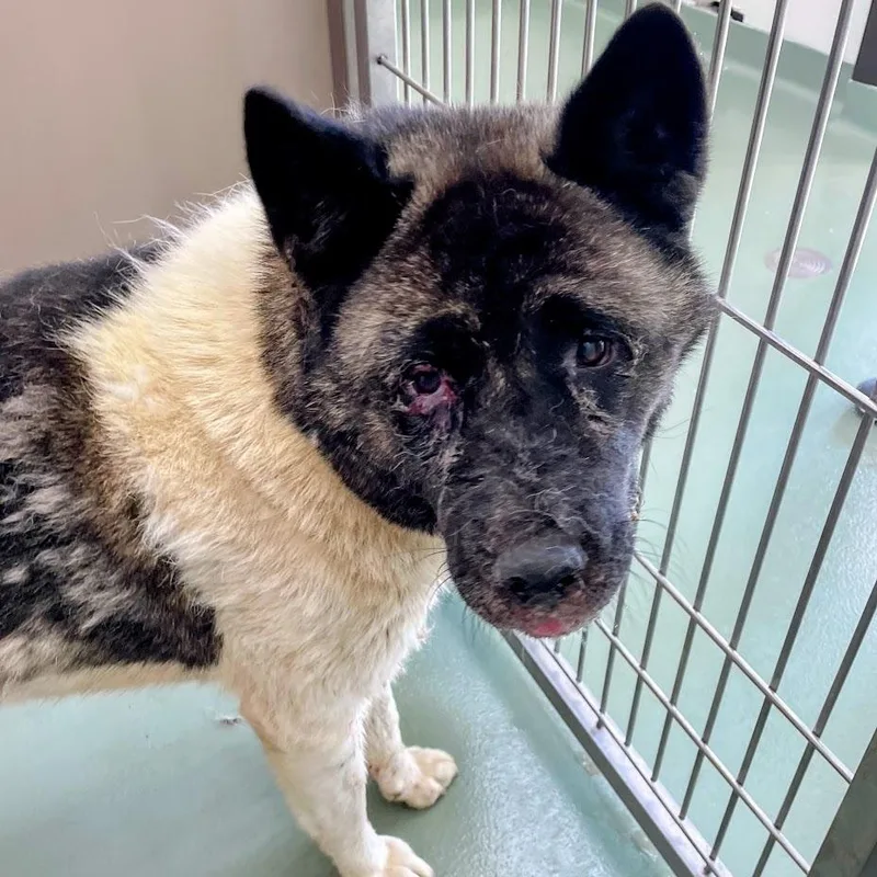 An adult medium-sized female Black Akita dog named Princess Aiko for adoption in Lyndhurst, VA